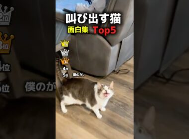 叫び出す猫TOP5