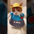 ダルいが口癖になってしまったネコが幼稚園に行くには？ #cat #猫のいる暮らし
