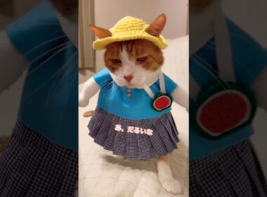 ダルいが口癖になってしまったネコが幼稚園に行くには？ #cat #猫のいる暮らし