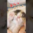 子猫のかわいい～がいっぱいの動画｜猫は人の動かし方を知っている【保護猫生活】