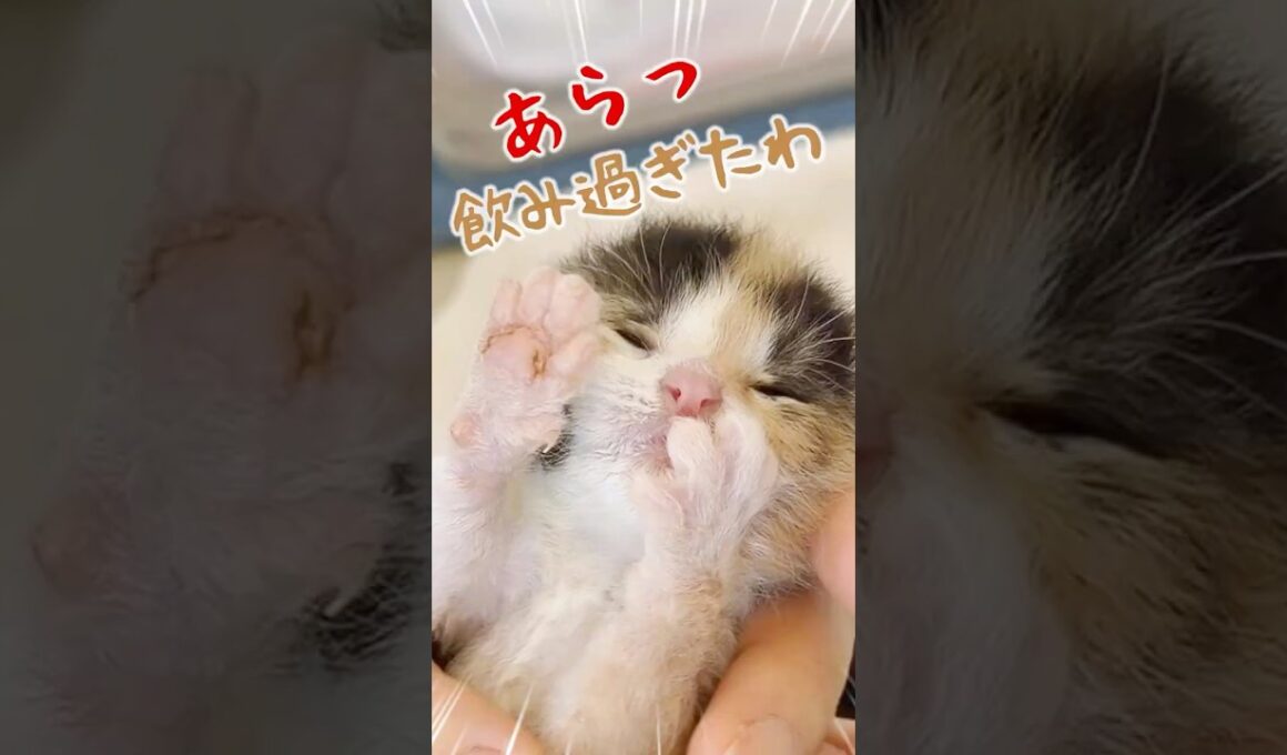 子猫のかわいい～がいっぱいの動画｜猫は人の動かし方を知っている【保護猫生活】
