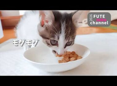 ご飯を途中であきらめちゃう子と完食する子猫【保護子猫】