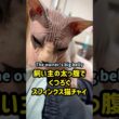 スフィンクス猫チャイと飼い主の日常#shorts ＃猫 #cat #sphynx