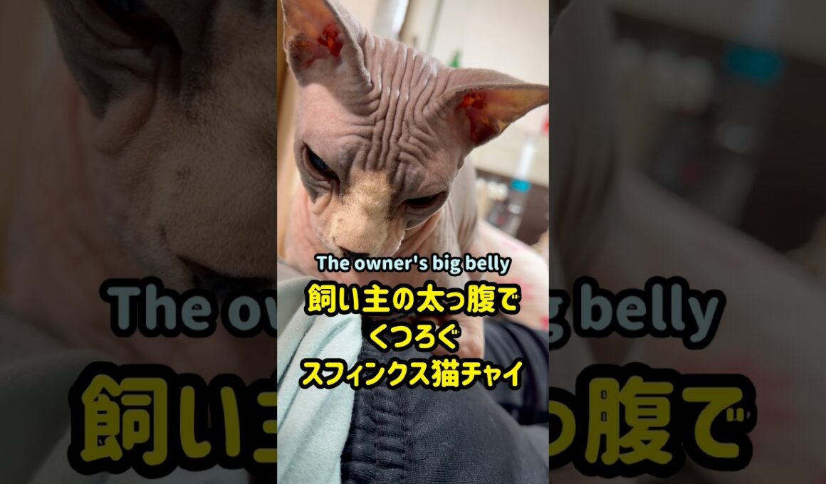 スフィンクス猫チャイと飼い主の日常#shorts ＃猫 #cat #sphynx
