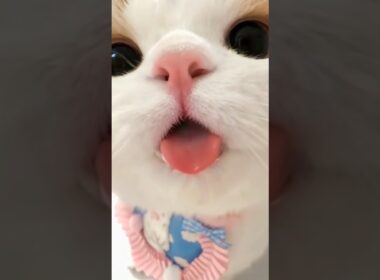 높은 곳에서 뛰어내릴 때 고양이가 내는 기묘한 소리? 과학적으로 증명된 냥이들의 여우 같은 속마음