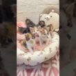 メインクーン三毛猫率ヤバい #子ネコ #cat #好きな子猫 #応援お願いします #猫のいる暮らし