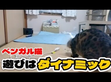 【ベンガル猫】1人で遊ぶのもダイナミック！