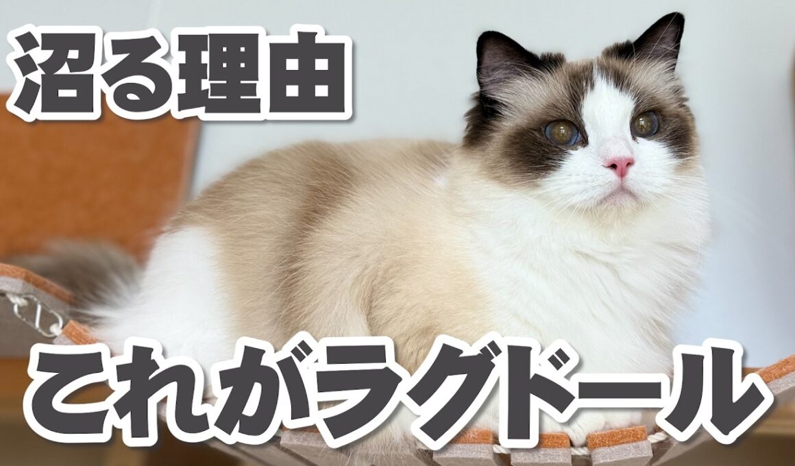 見ればわかる✨ラグドールが愛される理由【ミヨン編】