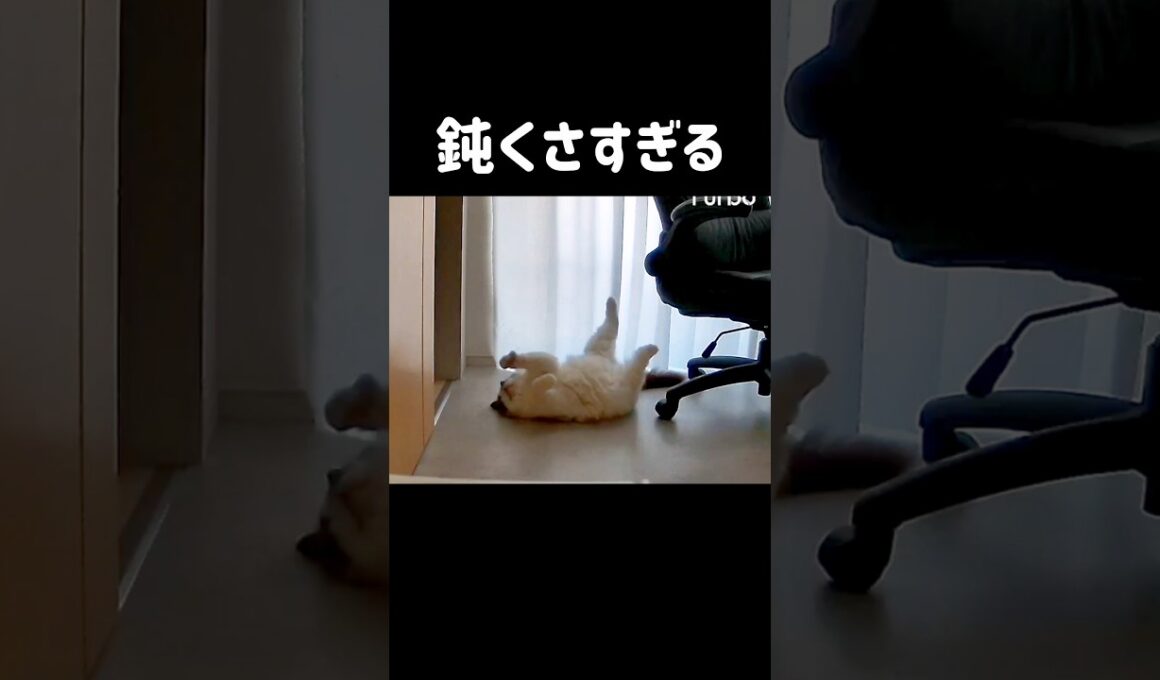 ひっくり返った虫みたいな動きなるのｶﾜｲｲ🦭 #shorts #猫 #ラグドール #甘えん坊猫 #猫のいる暮らし #ragdoll