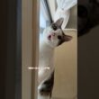 子猫に起こされる #こねこ#子猫 #kitten