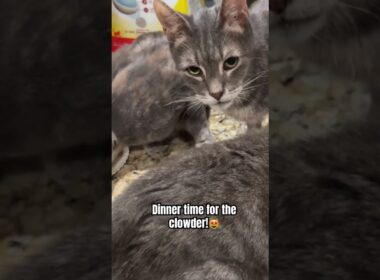 Feeding a Clowder of Hungry Cats!😻|WujiKitty