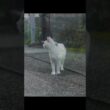 梅雨の終わり #熱海 #ジャパニーズ・ボブテイル #cat #伊豆 #猫のいる暮らし #ねこ #保護猫  #相模灘 #野良猫 #cute