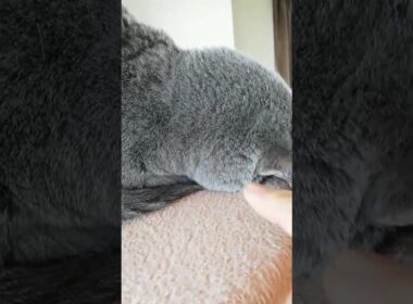 【本物：爆睡するMadam Dorothy】#Shorts #猫動画 #BritishShorthair #ブリティッシュショートヘアー #モフモフ猫 #猫ビデオ #猫のいる暮らし #猫のごめん寝