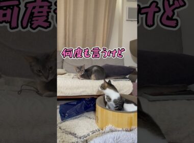 ニャン斗の拳45 ～久しぶりにえぐみを嗅ぐ弟猫～ #shorts #猫 #アビシニアン