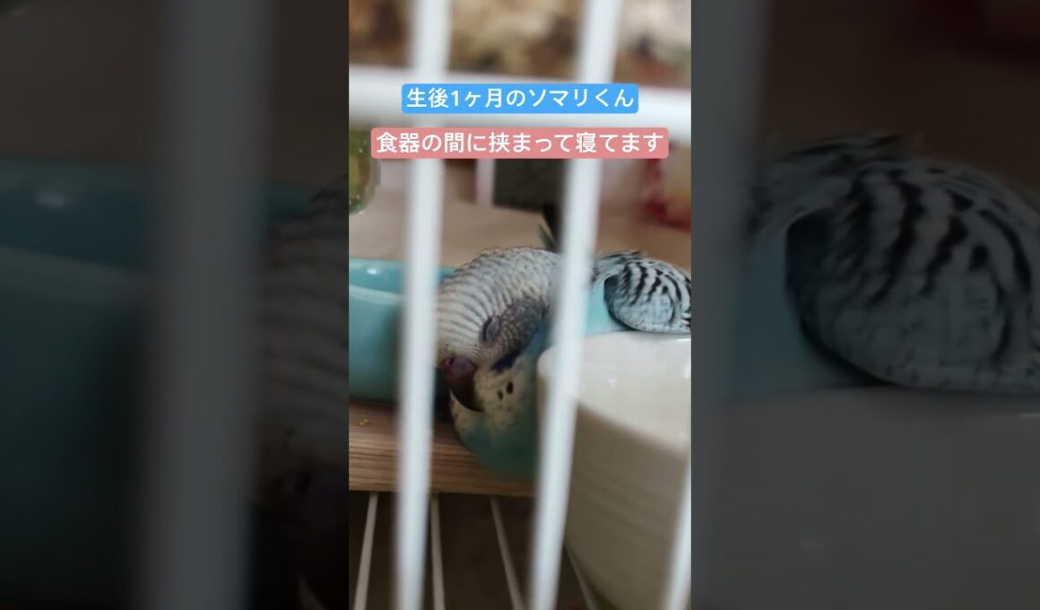 生後1ヶ月のソマリくん🦜凄い体勢で食器に挟まれて眠っています🐣💤（雛ちゃん成長記録2026年1月） #セキセイインコ #birds #癒し #インコ #かわいい