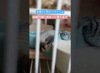 生後1ヶ月のソマリくん🦜凄い体勢で食器に挟まれて眠っています🐣💤（雛ちゃん成長記録2026年1月） #セキセイインコ #birds #癒し #インコ #かわいい