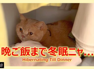 結局今日も寝ちゃう猫【マンチカンの癒し動画】