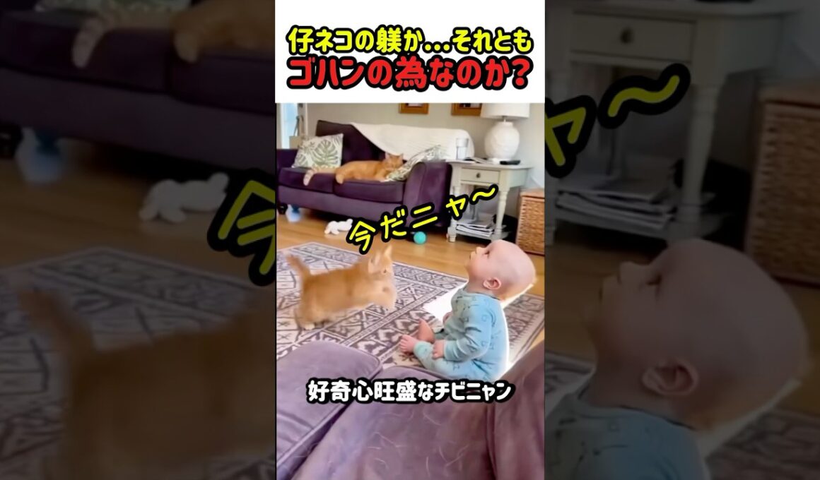 【笑劇】仔ネコの躾けは誰のため？...ゴハンの為？　#猫 #ねこ #ニャンコ #猫動画 #かわいい #カワイイ #面白い #面白動画 #shorts #猫のいる暮らし #赤ちゃん #子猫 #仔猫