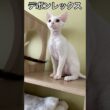 生後3ヶ月ちょっとです〜 #デボンレックス #devonrex #子猫 #こねこ #ブリーダー #白猫 #でぼんれっくす #デボン #キャッテリー #cfa #shorts #猫 #ねこ #cat
