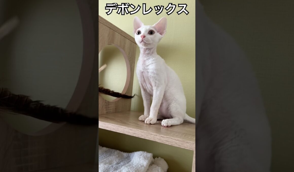 生後3ヶ月ちょっとです〜 #デボンレックス #devonrex #子猫 #こねこ #ブリーダー #白猫 #でぼんれっくす #デボン #キャッテリー #cfa #shorts #猫 #ねこ #cat