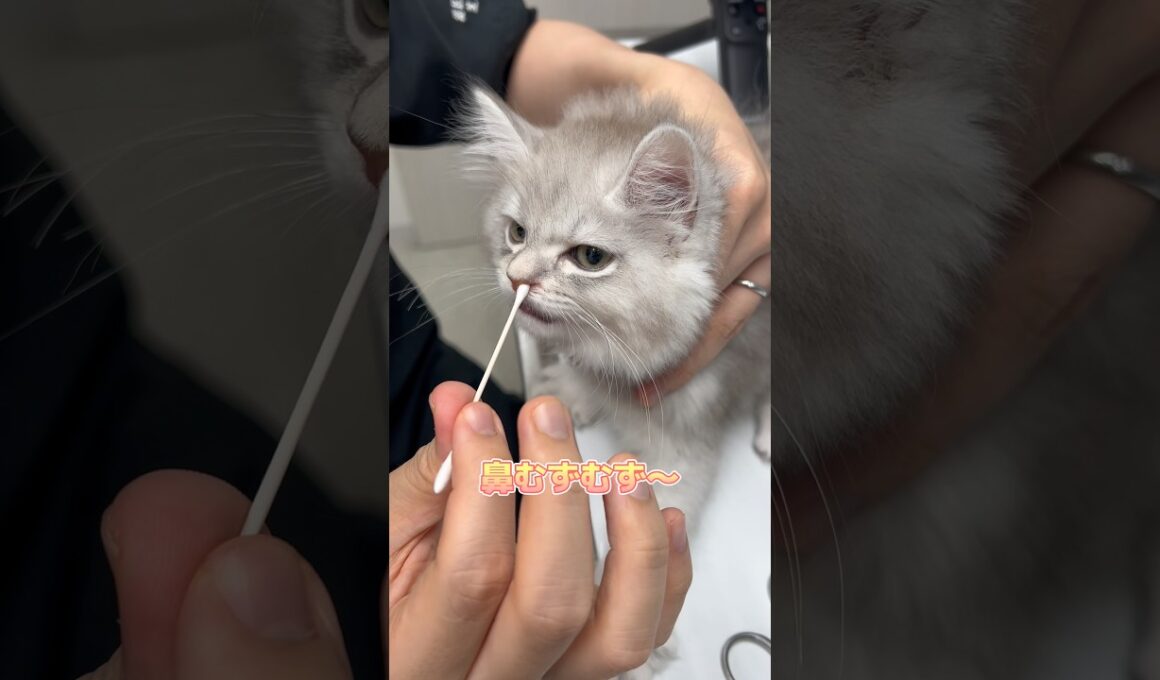 検査をイヤイヤながらも頑張るスコティッシュフォールド