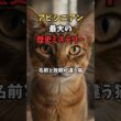 アビシニアンの出身地って知ってる？博物館が語るアビシニアンの秘密 #shorts  #猫のいる暮らし #猫雑学 #cat #猫好きさんと繋がりたい
