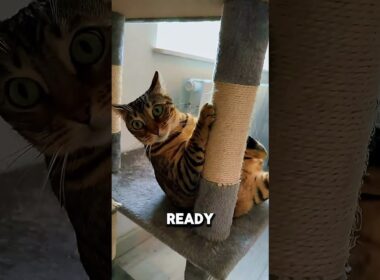 The Best Cat Breeds for Your Personality! 🐱✨