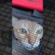 「よくも病院に連れてきたにゃ」と待合室で文句を言っているシンガプーラなのにゃ♪#cat #シンガプーラ#singapura