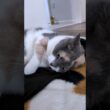 【猫Vlog】サービス精神が高め女子 #マンチカン #猫 #猫のいる暮らし