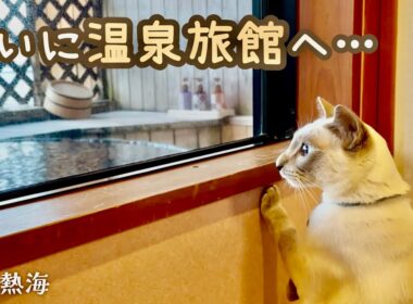 温泉旅館に来た甘えん坊猫、最初は少しドキドキでした