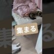 寝ている間に猫が集まる #ノルウェージャンフォレストキャット #猫好きさんと繋がりたい