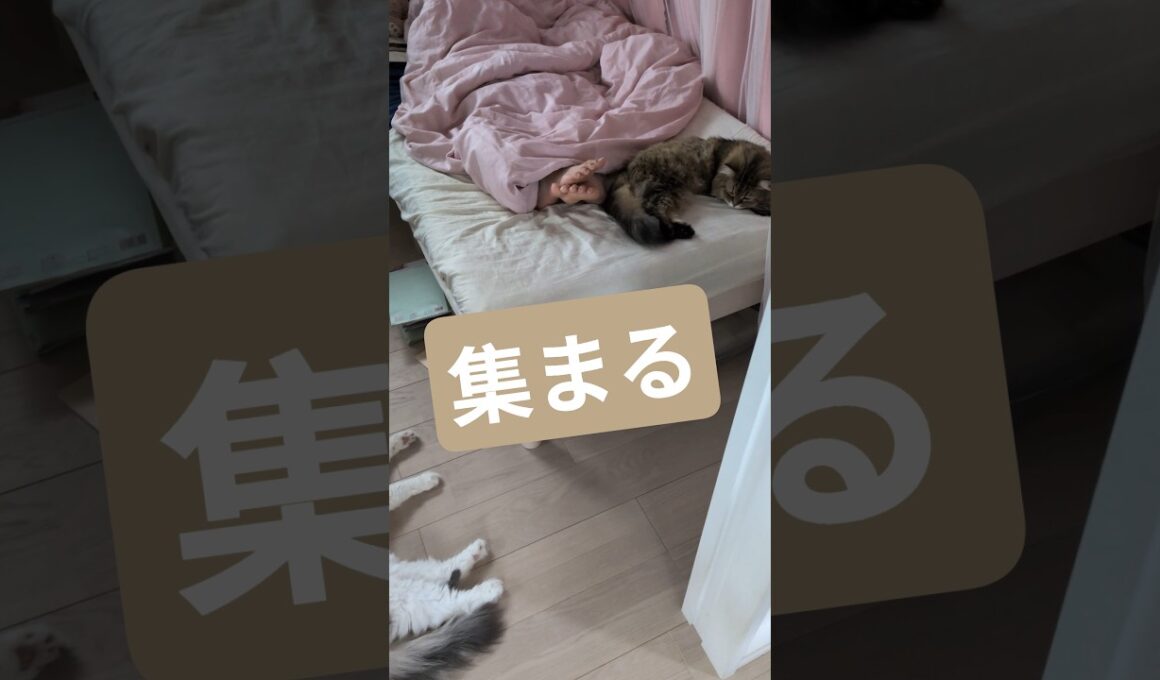 寝ている間に猫が集まる #ノルウェージャンフォレストキャット #猫好きさんと繋がりたい