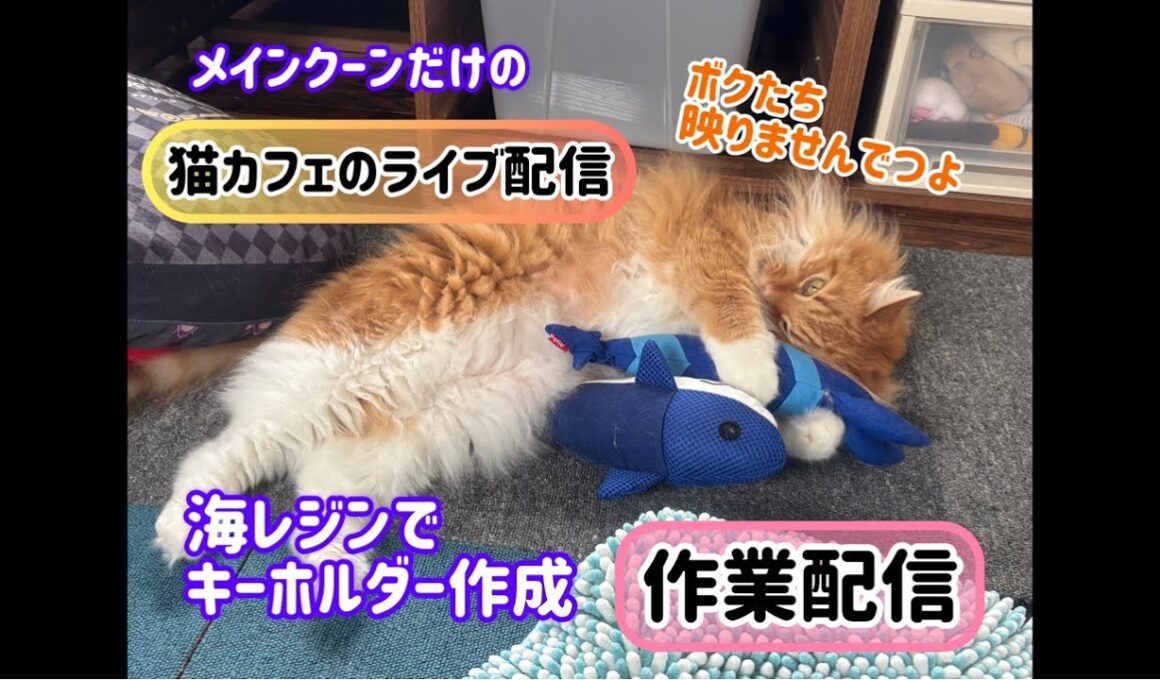 20260709メインクーンだけの【猫カフェの作業配信】#ハンドメイド #レジン #cat #mainecat