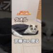 お風呂から上がったら、タオル泥棒さんがいました😅💕#ラグドール #猫好きさんと繋がりたい #猫のいる暮らし #ねこ動画 #子猫