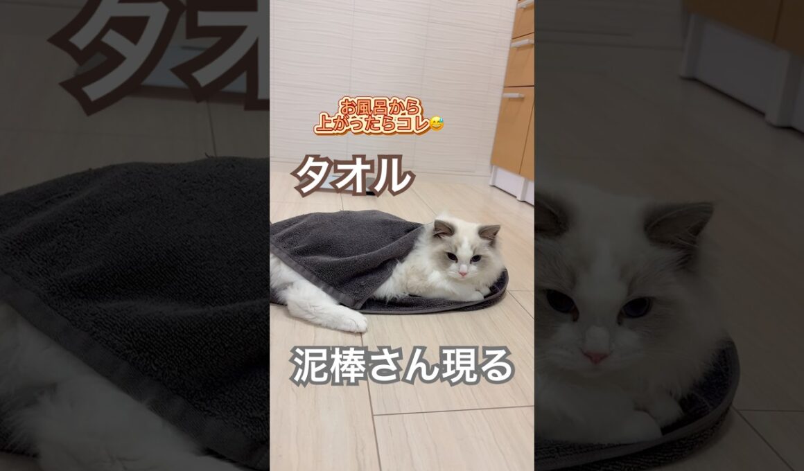 お風呂から上がったら、タオル泥棒さんがいました😅💕#ラグドール #猫好きさんと繋がりたい #猫のいる暮らし #ねこ動画 #子猫
