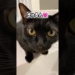 いたずらっ子🐈‍⬛黒猫ボンベイ　#cat #ねこ #ねこのいる生活 #ねこのいる暮らし #ねこ動画 #猫 #猫好きさんと繋がりたい #かわいい #癒やし #甘えん坊