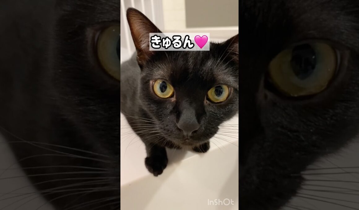いたずらっ子🐈‍⬛黒猫ボンベイ　#cat #ねこ #ねこのいる生活 #ねこのいる暮らし #ねこ動画 #猫 #猫好きさんと繋がりたい #かわいい #癒やし #甘えん坊