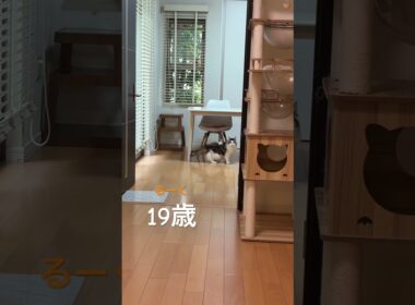 るーく　19歳♪まだまだ元気！#cats  #ノルウェージャンフォレストキャット #猫のいる生活 #cat #ノル猫5にゃんねる #猫 #cat