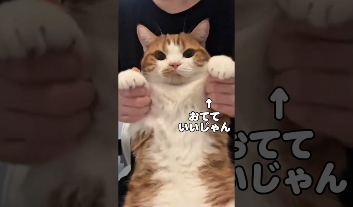 虚無猫マンチカンの顔が可愛いw【リメイク版】  #猫のいる暮らし #猫 #youtubeshorts