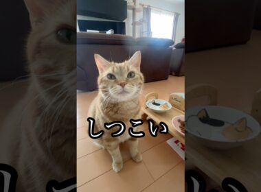 しつこい 猫 アメリカンショートヘア cat 振り向く うめ