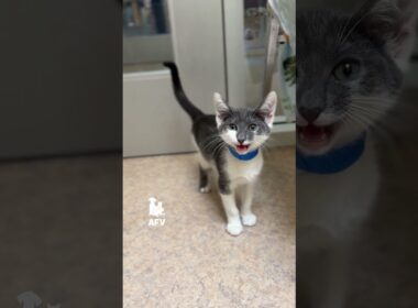 Which is the real meow?