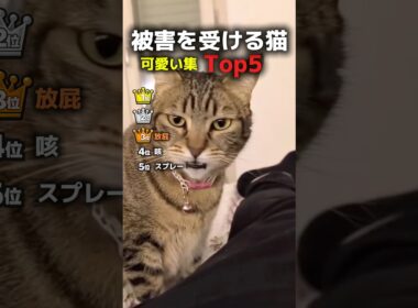 被害を受けた猫TOP5