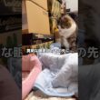 生まれて初めて出産を間近で見れたんだけどビックリしすぎてその場に立ち尽くすキジ三毛猫 #キジトラ #三毛猫 #子猫 #shorts