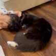 寝ている子供に擦り寄る猫　ラガマフィンA cat snuggling up to a sleeping child. Ragamuffin