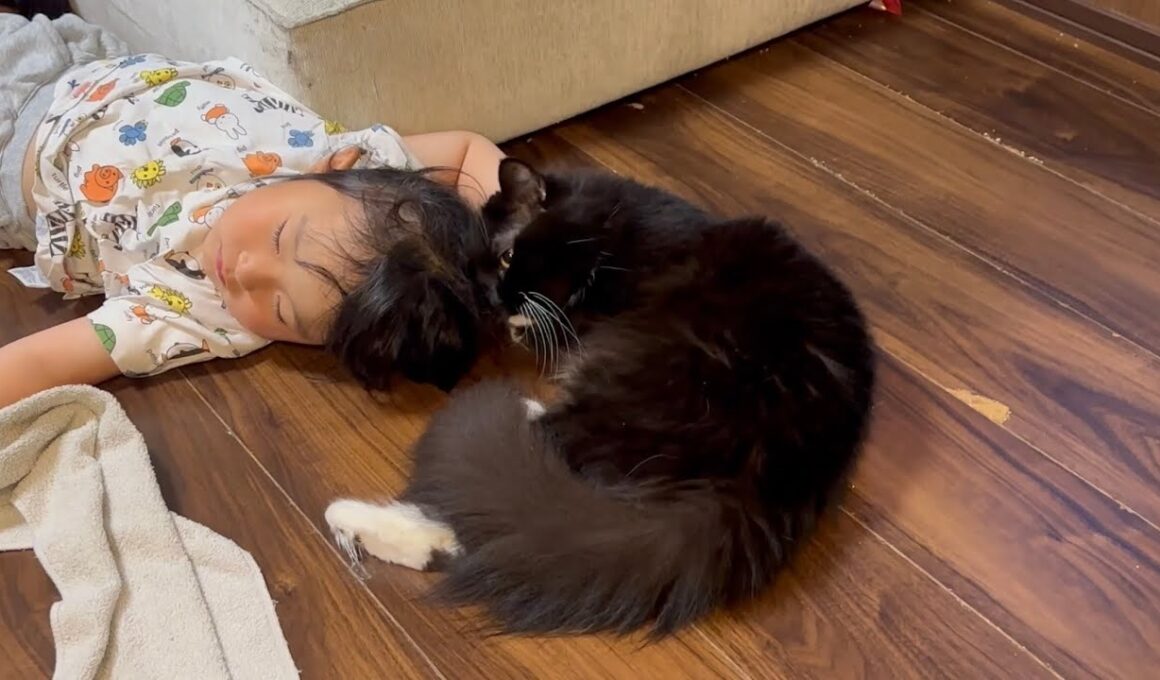 寝ている子供に擦り寄る猫　ラガマフィンA cat snuggling up to a sleeping child. Ragamuffin