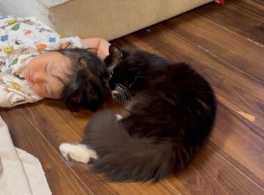 寝ている子供に擦り寄る猫　ラガマフィンA cat snuggling up to a sleeping child. Ragamuffin