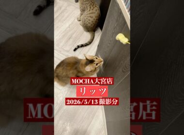 🐱リッツ🐱　(ソマリ♂)　猫カフェMOCHA大宮店　2026/5/13 撮影分　#日替わり猫カフェにゃんこ