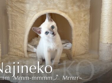 ﾝｰﾝ  ﾝｰﾝｰﾝﾝ⤴︎  ﾝﾞﾝﾞﾝﾞﾝﾞ~