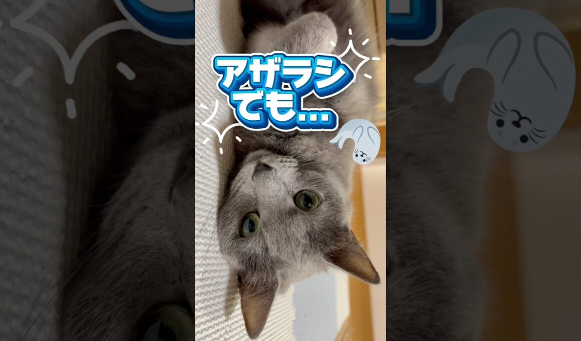 アザラシでもビジュいいじゃん❤️ #猫 #ロシアンブルー #catshorts #shorts