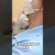 大好きなスタッフにスリスリゴロゴロ甘える#シンガプーラ